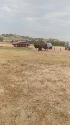 Sage Creek Campground by null