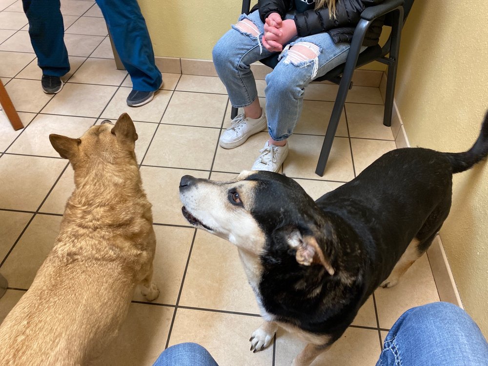 PAWS OF THE ROCKIES ANIMAL HOSPITAL 21 Photos 1538 E Harmony Rd