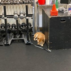 CrossFit Lando - Charlestown - Gym Mascot "Thor"