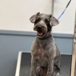 Fluff'd Grooming & Bowser's Bath - We love our pup clients! This beauty is one of our regulars, and we always look forward to seeing her!