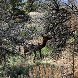 Canyon Adventures Bike Tours & Cafe - Elk, we saw quite a few of them on the Yaki Point bike tour.