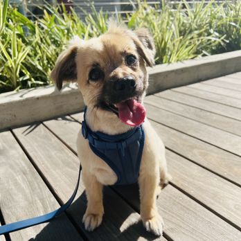 Pupper Club - New haircut by pupper club - Pet Groomers Near Me - San Diego, California