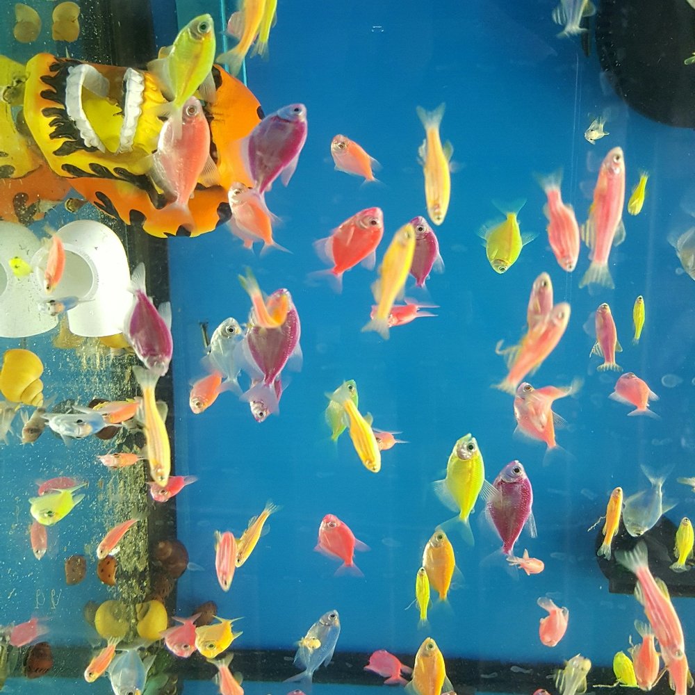 Elliotts For Pets - Pet Stores Near Me - Riverside, California Elliotts For Pets - Pet Stores Near Me - Riverside, California