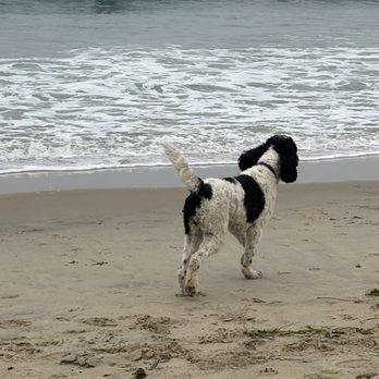 Ocean Beach Dog Beach - Kai enjoying Ocean dog beach - Beaches Near Me - San Diego, California