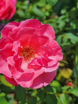 Memphis Botanic Garden by null