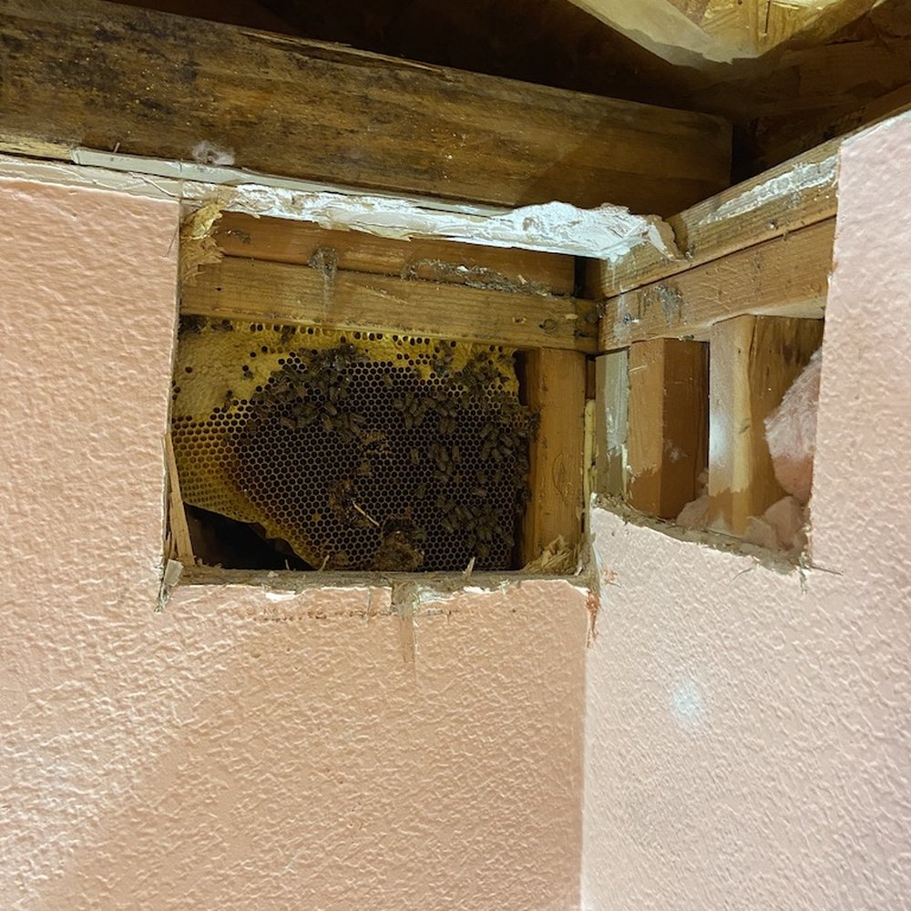Bee hive found behind the wall in my daughter's room. Bee hive found behind the wall in my daughter's room.