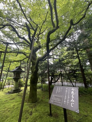 Kitaguchi Hongu Fuji Sengen Shrine by null