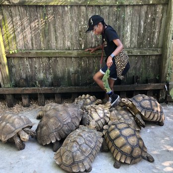 Croc Encounters - Tortoise feeding - Zoos Near Me - Tampa, Florida