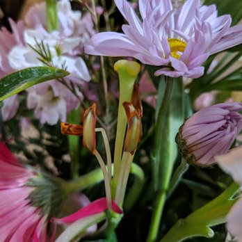 Abandale Florist - Filament with no lily petals (multiple in the arrangement) - Florists Near Me - Tucson, Arizona