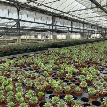 Florida Cactus - Nurseries & Gardening Near Me - Apopka, Florida