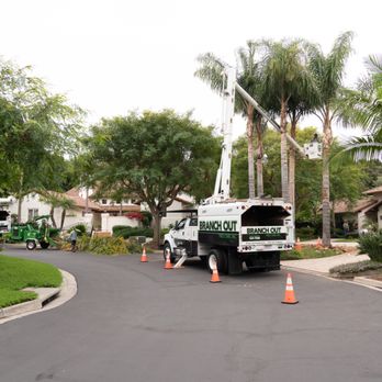 Branch Out Tree Care - Tree Services Near Me - Santa Barbara, California Branch Out Tree Care - Tree Services Near Me - Santa Barbara, California