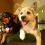 Photo of Country K-9 Pet Resort