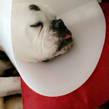 Downtown Animal Care Center - Poor baby recovering - Veterinarians Near Me - Denver, Colorado