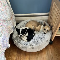 Shiloh Veterinary Hospital - Dogs