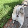 Four Paws Only gift card