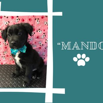 Pet Scene Bath and Boutique - Pet Groomers Near Me - Yucaipa, California