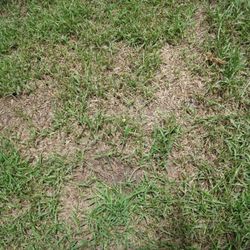 King Ranch Turfgrass 23 Photos 32 Reviews Landscaping 7221 Mcneil Dr Austin Tx Phone Number Yelp