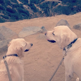 The Polite Dog - Googooli with his girlfriend Tootsie hiking Runyon with Mikell - Dog Walkers Near Me The Polite Dog - Googooli with his girlfriend Tootsie hiking Runyon with Mikell - Dog Walkers Near Me