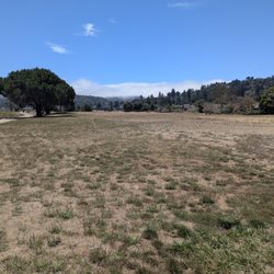 Large open area for the dogs to run