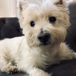 Veterinary Cannabis Authority - Cotton, about 1 month into his cannabis treatment