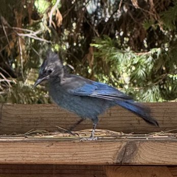 The Rustic Table - Beautiful Blue Jay visiting our outside seating area. - New American Near Me - Emigrant Gap, California The Rustic Table - Beautiful Blue Jay visiting our outside seating area. - New American Near Me - Emigrant Gap, California