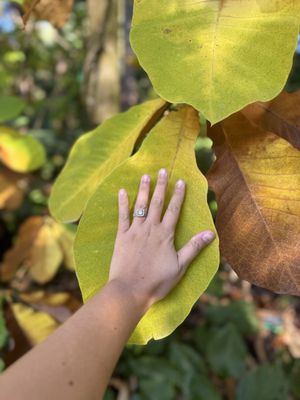 Rhododendron Species Botanical Garden by null