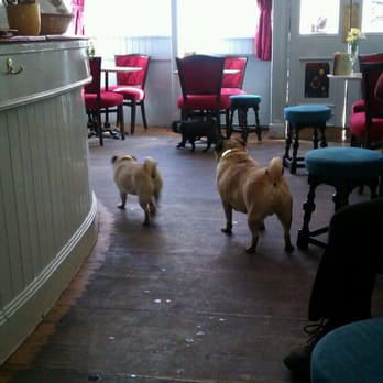 Sofi's - Pug meet up! - Pubs Near Me - Edinburgh, EDH Sofi's - Pug meet up! - Pubs Near Me - Edinburgh, EDH