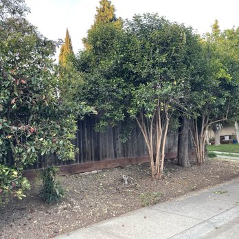 JJ Tree Service - Tree Services Near Me JJ Tree Service - Tree Services Near Me