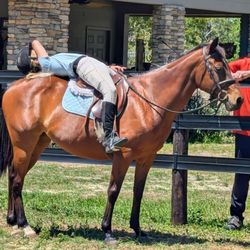 Showtime Horse Sales