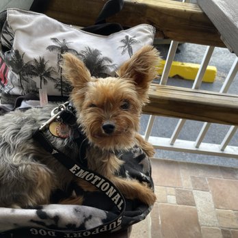 Trees Wings And Ribs - Puppy Quinn relaxing - American Near Me - Royal Palm Beach, Florida