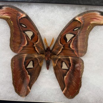 Mineralogy - Atlas Moth - Gemstones & Minerals Near Me - Raleigh, North Carolina Mineralogy - Atlas Moth - Gemstones & Minerals Near Me - Raleigh, North Carolina
