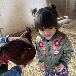 Chicken area