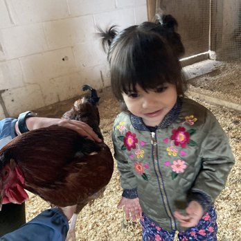 Children's Farm - Chicken area - Tours Near Me - Palos Park, Illinois