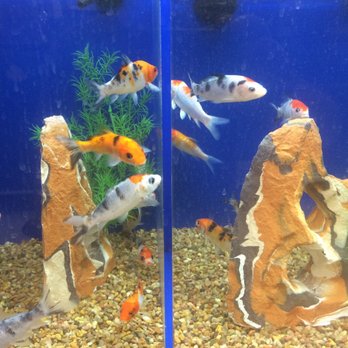 butterfly koi petsmart