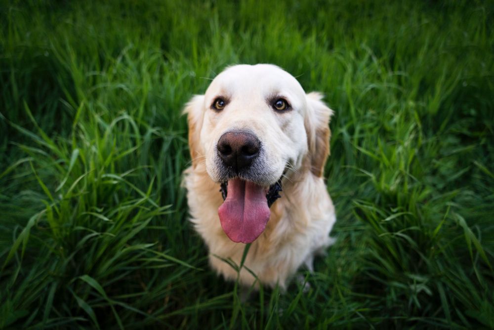 Whisker Watchers Oklahoma - pet boarding facility in Tulsa, OK