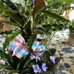 University Florist - Basket that recipient received (about 1/3 size that I ordered with half the plants)