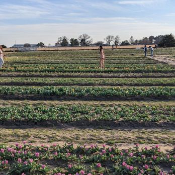 Texas-Tulips - Tulip garden - Nurseries & Gardening Near Me - Pilot Point, Texas
