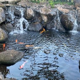 Koi pond Koi pond
