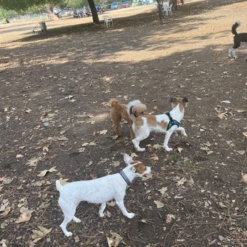 Dog Sitting by Ally - Pet Boarding Near Me