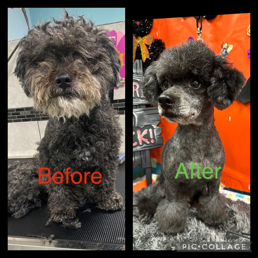 PET HOUSE & SPA Updated September 2024 37 Photos & 13 Reviews 29800 Bradley Rd, Menifee