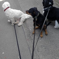 nicolas-duenen-dogs