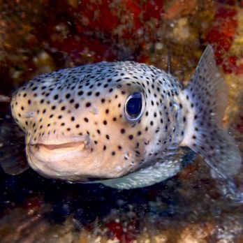 Fathom Five Divers - Porcupine puffer - Boat Charters Near Me - Koloa, Hawaii