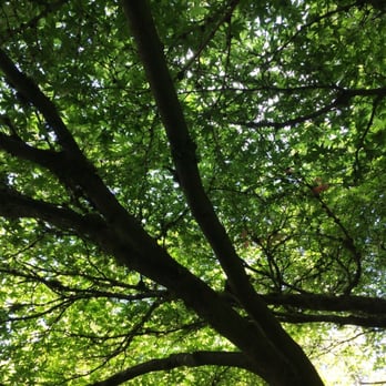 Washington Park Arboretum - Japanese maple - Parks Near Me - Seattle, Washington Washington Park Arboretum - Japanese maple - Parks Near Me - Seattle, Washington