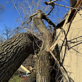 Leo Tree Service - fallen tree - Tree Services Near Me Leo Tree Service - fallen tree - Tree Services Near Me