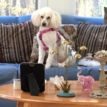 Starr Pet Resort - Our newest pup - Pet Sitting Near Me - Windsor, California