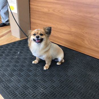 All 4 Dirty Paws - Pet Groomers Near Me - Chicago, Illinois