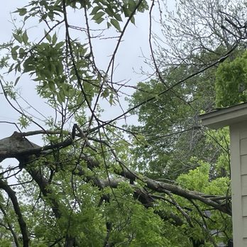 Mesquite Tree Service - Tree tangled in power lines - Tree Services Near Me Mesquite Tree Service - Tree tangled in power lines - Tree Services Near Me