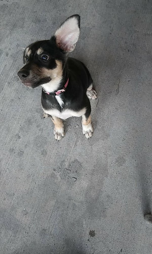 K9 HEADQUARTERS PET GROOMING Updated September 2024 111 E 6th St