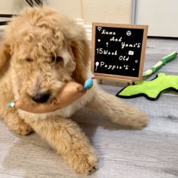 Kuma and Yumi Goldendoodles