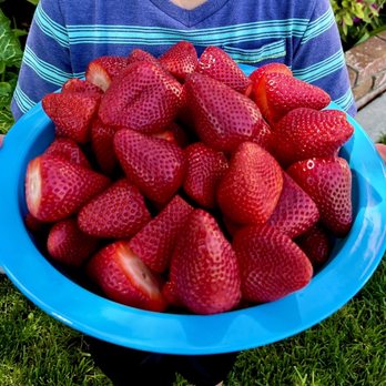 Kenny's Strawberry Farm - Fruits & Veggies Near Me - Fallbrook, California